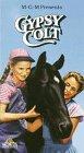 Gypsy Colt