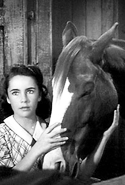Horses