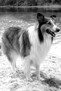 Dogs
